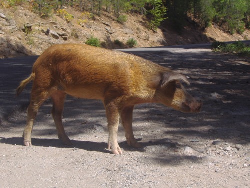 Korsische "Pistensau"